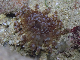 094 Tube Dwelling Anemone of some kind  IMG 5473